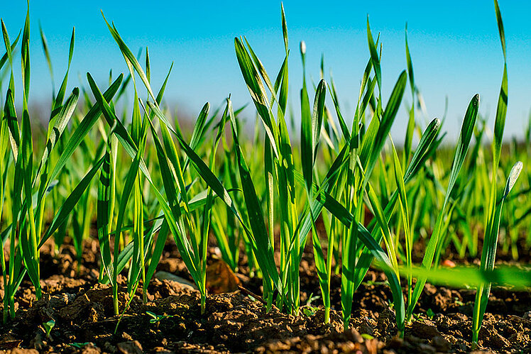 Weed control grain