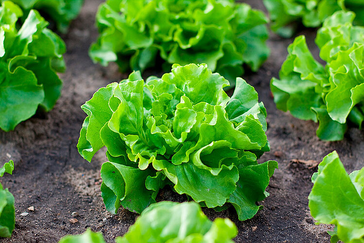 Weed control vegetables