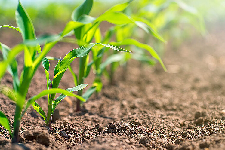 Weed control corn