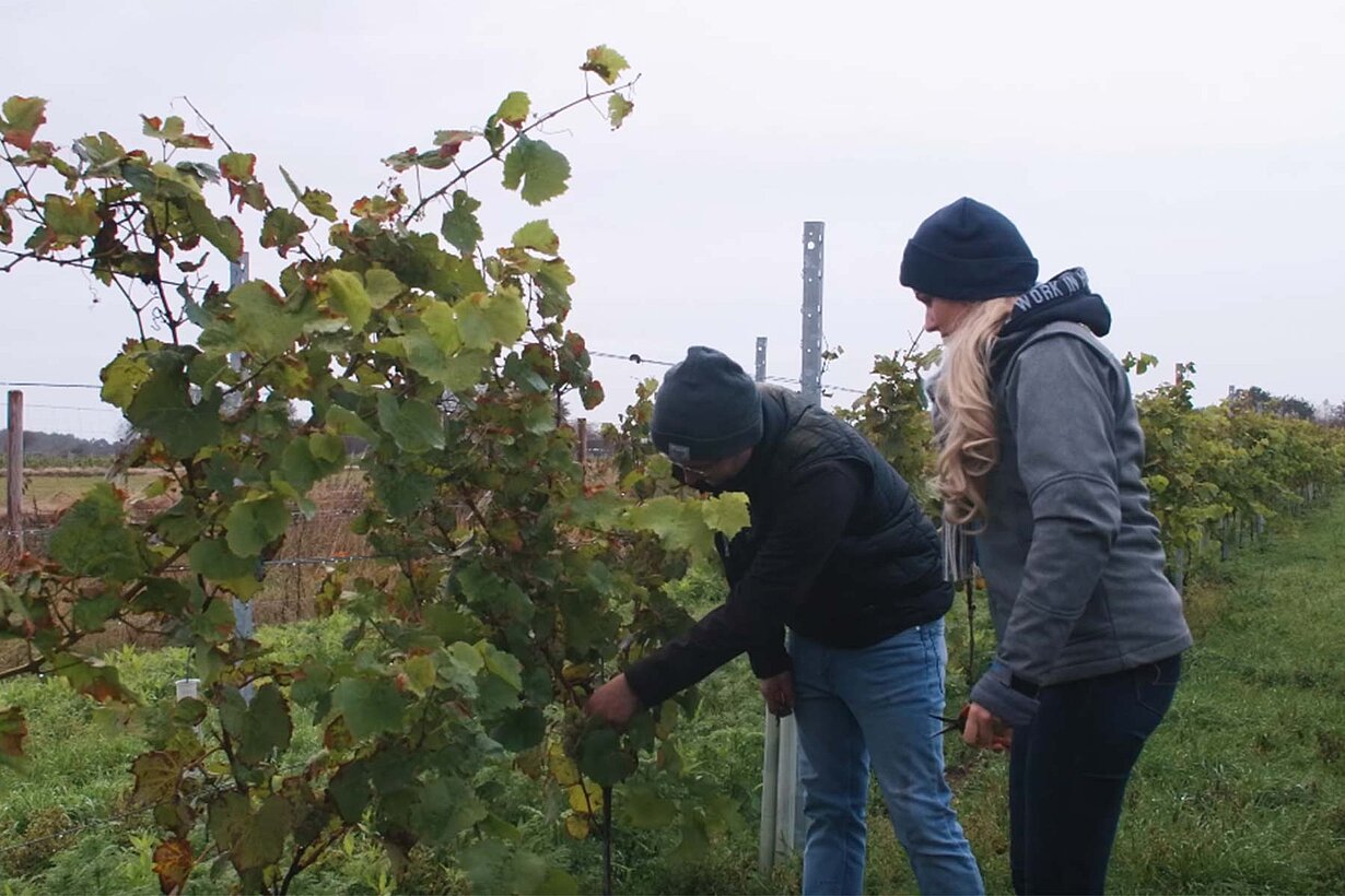 Bodentour Folge 7 Weingut Waalem Rebstöcke