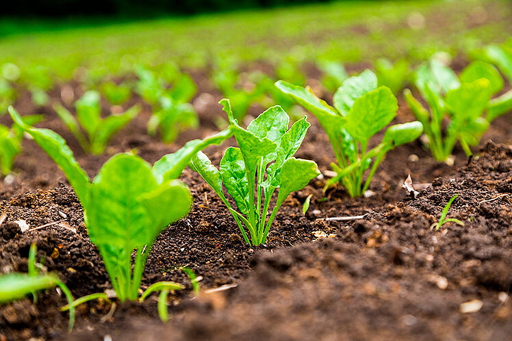 Weed control in all crops | LEMKEN | LEMKEN