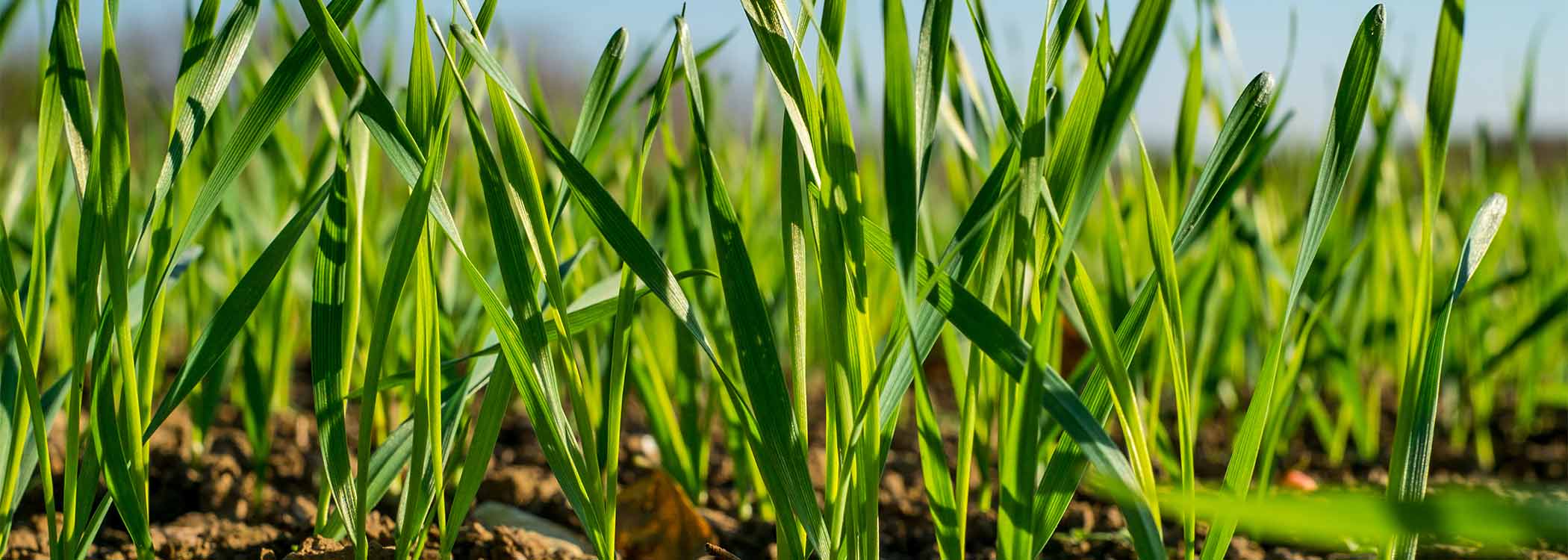 Weed control grain