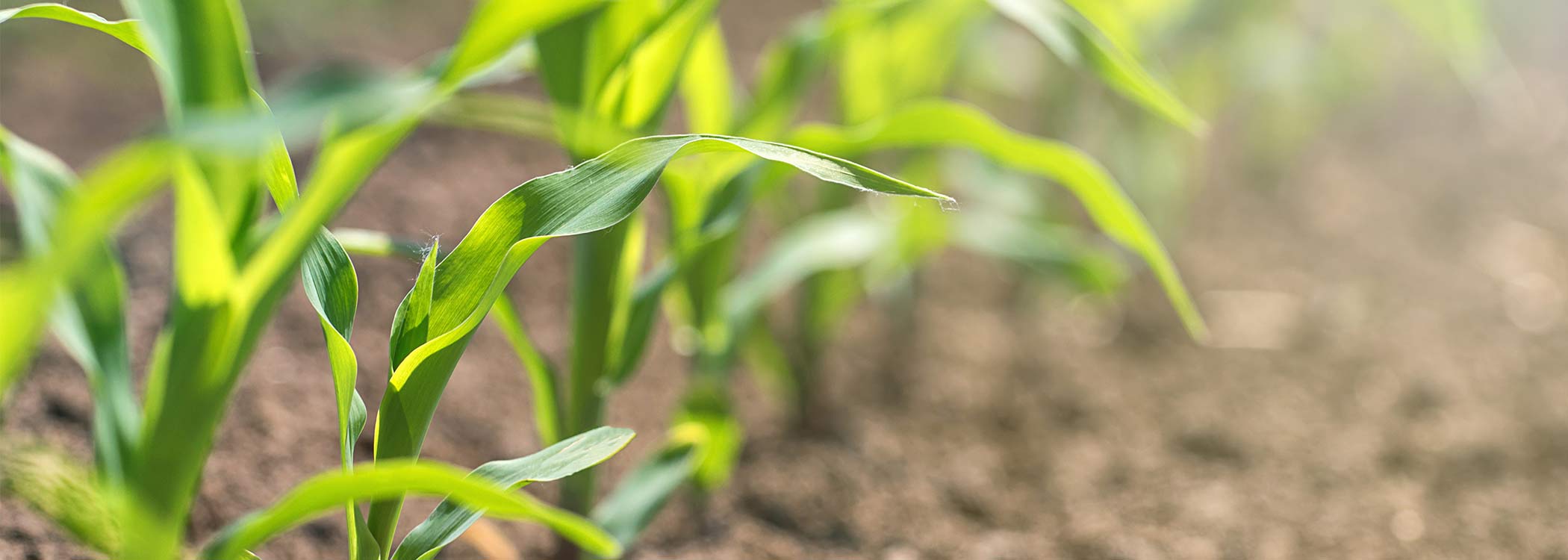 Weed control corn