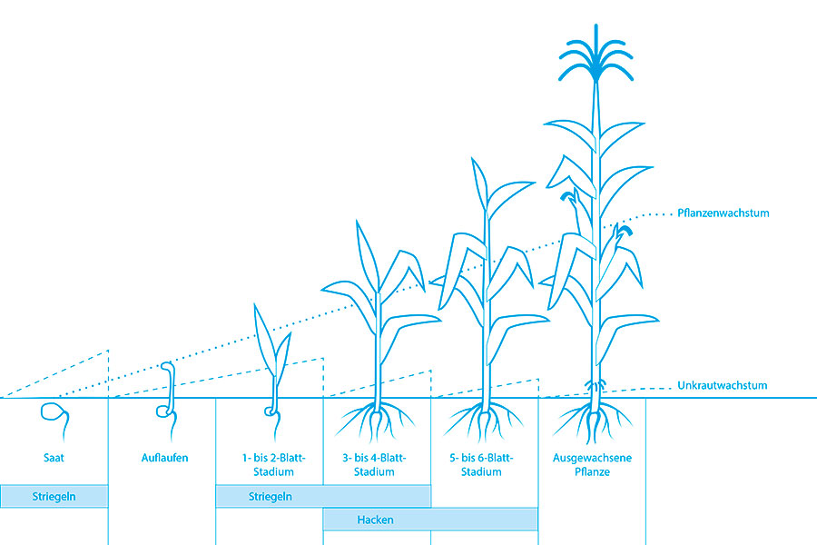 Hackstriegel Thulit Vegetationsverlauf