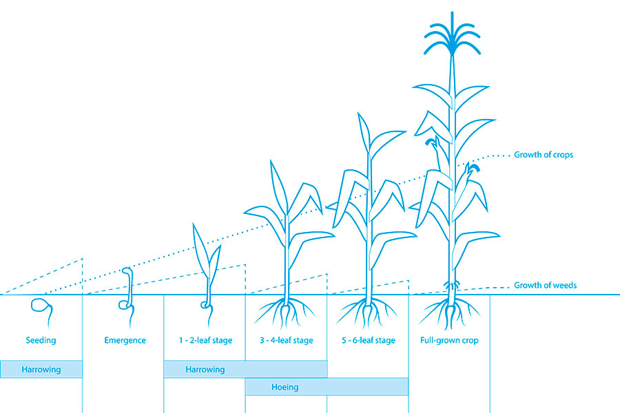 Weed harrow Thulit vegetation growth