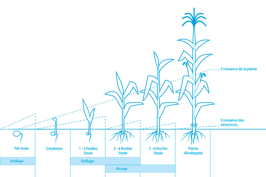 Herse à dents Thulit Évolution de la végétation